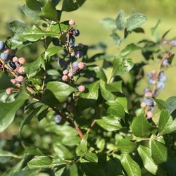 Legacy Valley NC - Very nice blueberry bushes.