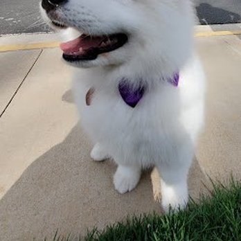 Barkley Square - Pet Sitting Near Me - Falls Church, Virginia