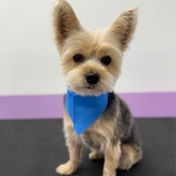 Pawssentials - Pet Groomers Near Me - Milpitas, California
