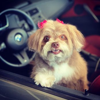 Very Important Puppy - After shot! So cute! - Pet Groomers Near Me Very Important Puppy - After shot! So cute! - Pet Groomers Near Me