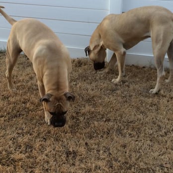 The Big Dog House - Pet Boarding Near Me - Aubrey, Texas The Big Dog House - Pet Boarding Near Me - Aubrey, Texas
