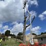 Photo of ArborView Tree Service