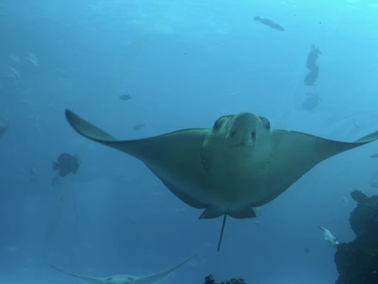 National Museum of Marine Biology & Aquarium by null