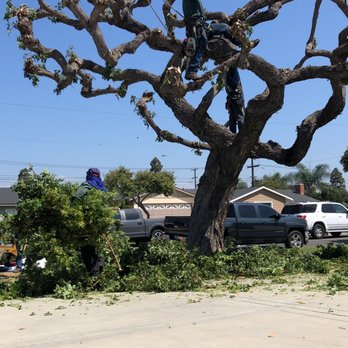 Oc Tree Care - Tree Services Near Me - Orange, California Oc Tree Care - Tree Services Near Me - Orange, California