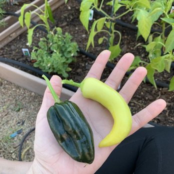 Black Mountain Nursery - Peppers off of the plant only a week or two after getting them! - Nurseries & Gardening Near Me - Cave creek, Arizona