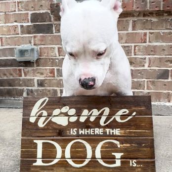 Lacey Oleary - EXP Realty - Monty has a new backyard! - Real Estate Agents Near Me - Dallas, Texas Lacey Oleary - EXP Realty - Monty has a new backyard! - Real Estate Agents Near Me - Dallas, Texas