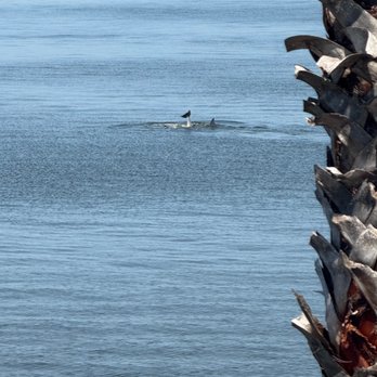 Brevardian Riverfront - Dophins - Seafood Near Me - Melbourne, Florida