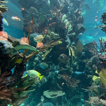 Chart House - A giant fish tank fills the middle of the restaurant. - Seafood Near Me - Las Vegas, Nevada Chart House - A giant fish tank fills the middle of the restaurant. - Seafood Near Me - Las Vegas, Nevada