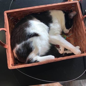 Rahway Kitty Hall - Pet Adoption Near Me - Rahway, New Jersey
