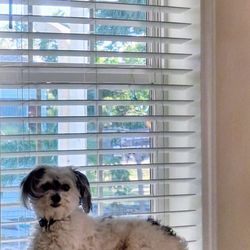 4th Street Pet Hospital - Katie my havenese