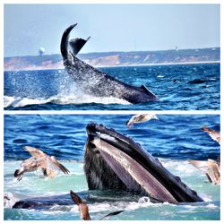 Cape Tip'n Charter Fishing