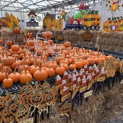 Albert H Schmitt Family Farm - Pumpkins & signs