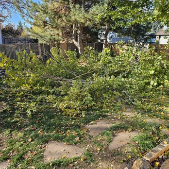Benitez Tree Service - Before - Tree Services Near Me - Greeley, Colorado Benitez Tree Service - Before - Tree Services Near Me - Greeley, Colorado