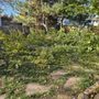 Photo of Benitez Tree Service