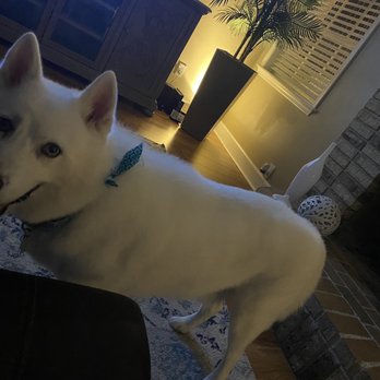 Adorable Pets by Dena - Odin showing off his new handsome look after a day at Dena's! - Pet Groomers Near Me - Valrico, Florida Adorable Pets by Dena - Odin showing off his new handsome look after a day at Dena's! - Pet Groomers Near Me - Valrico, Florida