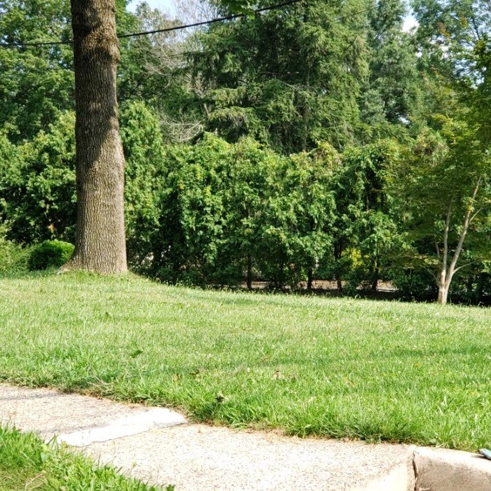 Angel's Tree Services - After - Tree Services Near Me - Hamilton Township, New Jersey