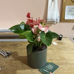 Flowers by Leslie - Anthurium in a self-watering pot!