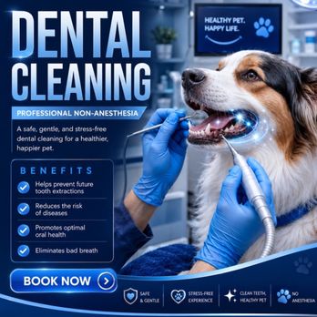 Puppy Palms - Dental cleaning - Pet Groomers Near Me - Delray Beach, Florida Puppy Palms - Dental cleaning - Pet Groomers Near Me - Delray Beach, Florida