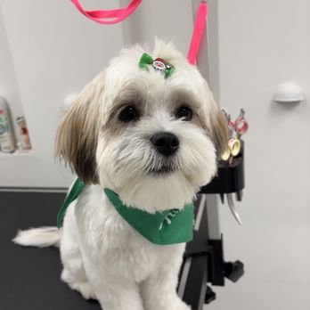 That Dog Salon - Pet Groomers Near Me - Key West, Florida That Dog Salon - Pet Groomers Near Me - Key West, Florida