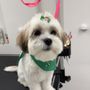 Photo of That Dog Salon