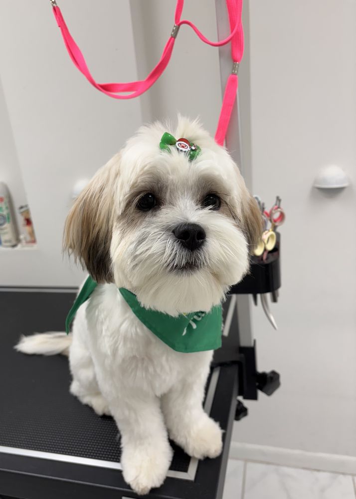That Dog Salon Image