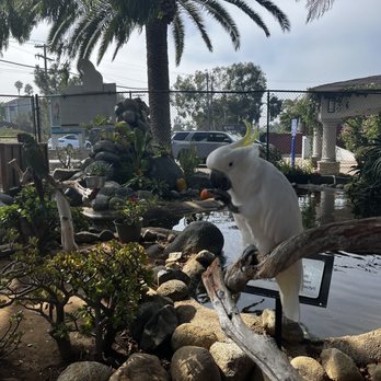 Free Flight - Bird - Animal Shelters Near Me - Del Mar, California Free Flight - Bird - Animal Shelters Near Me - Del Mar, California