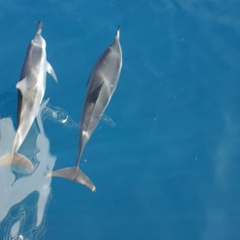 Kauai Sea Tours - Dolphins swimming with the boat! - Boating Near Me - Eleele, Hawaii
