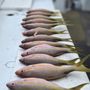 Photo of Cowboy Cowgirl SportFishing Charters
