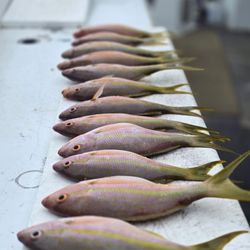 Cowboy Cowgirl SportFishing Charters - Yellowtail snapper - yum!