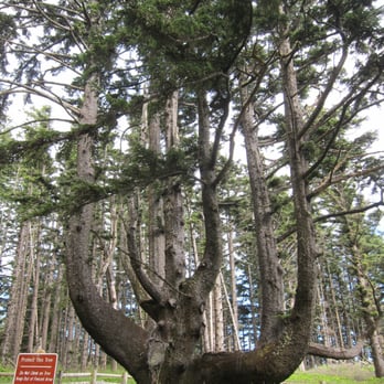 Cape Meares Lighthouse - Octopus Tree - Landmarks & Historical Buildings Near Me - Tillamook, Oregon