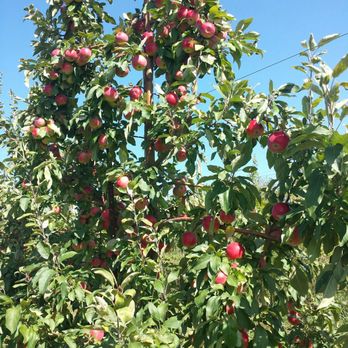 Ricker Hill Orchards - These applesauce ready! - Fruits & Veggies Near Me - Turner, Maine