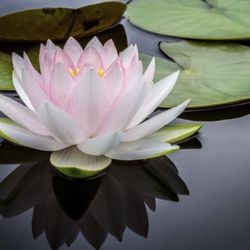 Metamorfosis Energy Healing - Metamórfosis Reiki Energy Healing serves in the areas of: Los Angeles, Monrovia, Pasadena, El Monte, Duarte, Arcadia, Azusa, Alhambra.