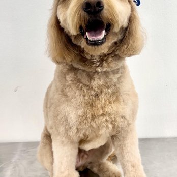Express Pet Grooming - Happy Russell's grooming. - Pet Groomers Near Me - Huntington Beach, California Express Pet Grooming - Happy Russell's grooming. - Pet Groomers Near Me - Huntington Beach, California