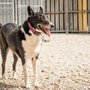 Photo of King Of Hearts, LLCDba Pine Ridge Pet Resort