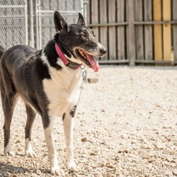 King Of Hearts, LLCDba Pine Ridge Pet Resort