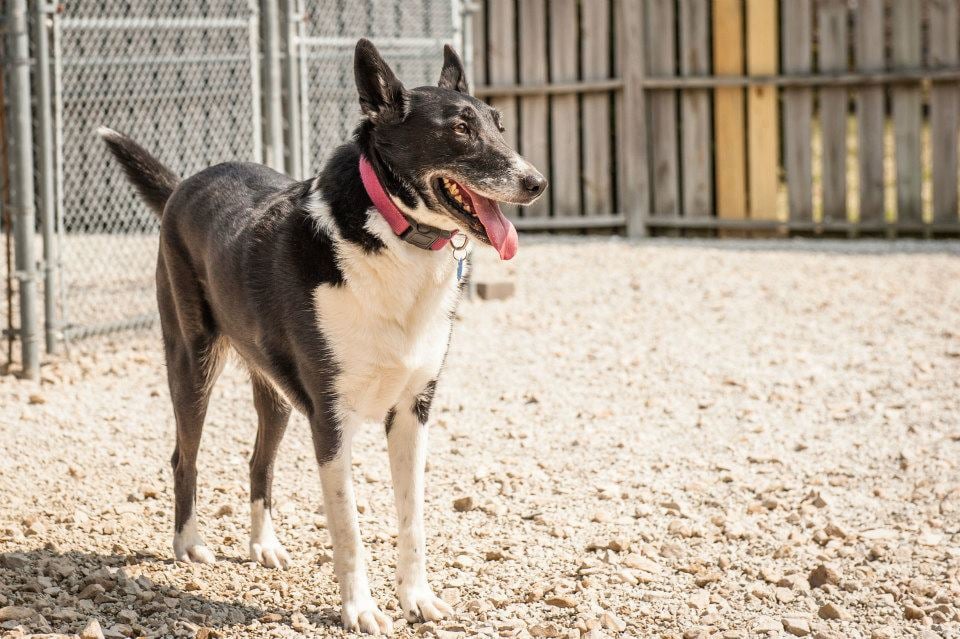 King Of Hearts, LLCDba Pine Ridge Pet Resort - pet boarding facility in Shelbyville, IN