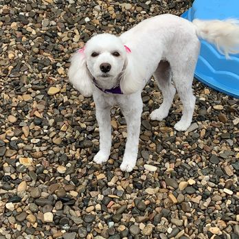 Shay's Dog Walking and Pet Care - Dog Walkers Near Me Shay's Dog Walking and Pet Care - Dog Walkers Near Me