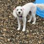 Photo of Shay's Dog Walking and Pet Care