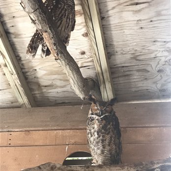 Seaside Seabird Sanctuary - Owls! - Animal Shelters Near Me - Indian Shores, Florida Seaside Seabird Sanctuary - Owls! - Animal Shelters Near Me - Indian Shores, Florida