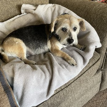 PetSmart - Stella's bed.. - Pet Training Near Me - El Paso, Texas PetSmart - Stella's bed.. - Pet Training Near Me - El Paso, Texas