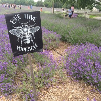 Lavender by the Bay - 7/1/2017 - Pick Your Own Farms Near Me - East Marion, New York Lavender by the Bay - 7/1/2017 - Pick Your Own Farms Near Me - East Marion, New York