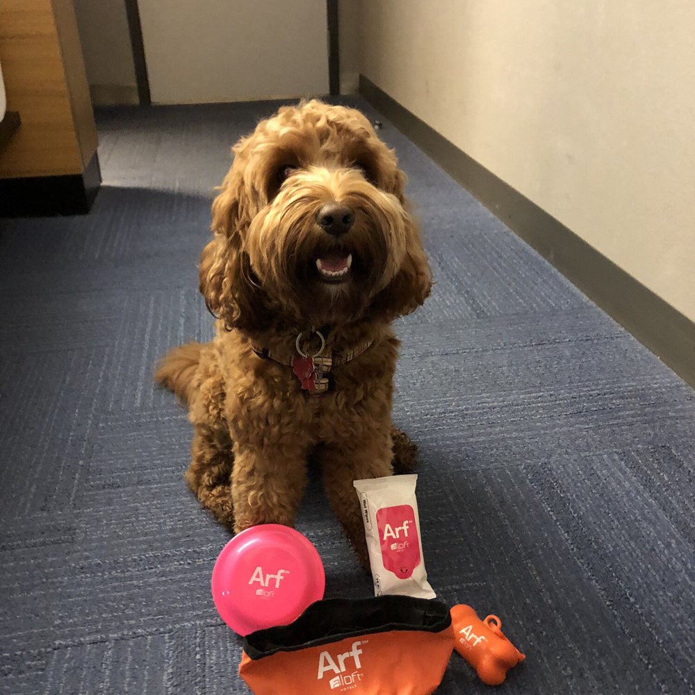 Aloft by Marriott Nashville Franklin - Aloft Arf swag for the pup! - Hotels Near Me - Franklin, Tennessee Aloft by Marriott Nashville Franklin - Aloft Arf swag for the pup! - Hotels Near Me - Franklin, Tennessee