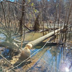 Hidden Acres Nature Preserve - Evidence of beavers in the swamp.