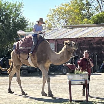 Oasis Camel Dairy - On the road again! Easy camel life, with all passenger loads under 200-lbs! - Attraction Farms Near Me - Ramona, California Oasis Camel Dairy - On the road again! Easy camel life, with all passenger loads under 200-lbs! - Attraction Farms Near Me - Ramona, California