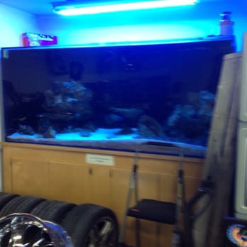 Auto Sound Performance - Their huge fish tank - Car Stereo Installation Near Me - Daly City, California