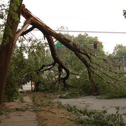 Precision Tree Service