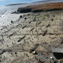 Restoration on the beach/mud flats.