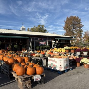 Perrone's Farm - Farmers Market Near Me - Cobleskill, New York Perrone's Farm - Farmers Market Near Me - Cobleskill, New York