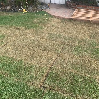 Manuel's Gardening - Bad sod installation with large gaps caused the grass to die 5 days before installation. This Landscaper is NOT recommended. - Gardeners Near Me Manuel's Gardening - Bad sod installation with large gaps caused the grass to die 5 days before installation. This Landscaper is NOT recommended. - Gardeners Near Me