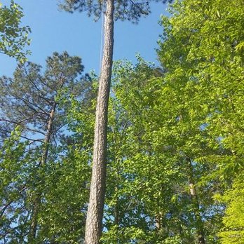 Edgar's Tree Service - Tree Services Near Me Edgar's Tree Service - Tree Services Near Me